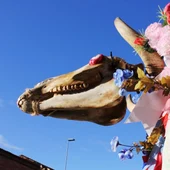 Toros y Guirrios de Velilla de la Reina Toros y Guirrios de Velilla de la Reina