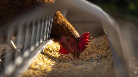 Gallina en una explotación