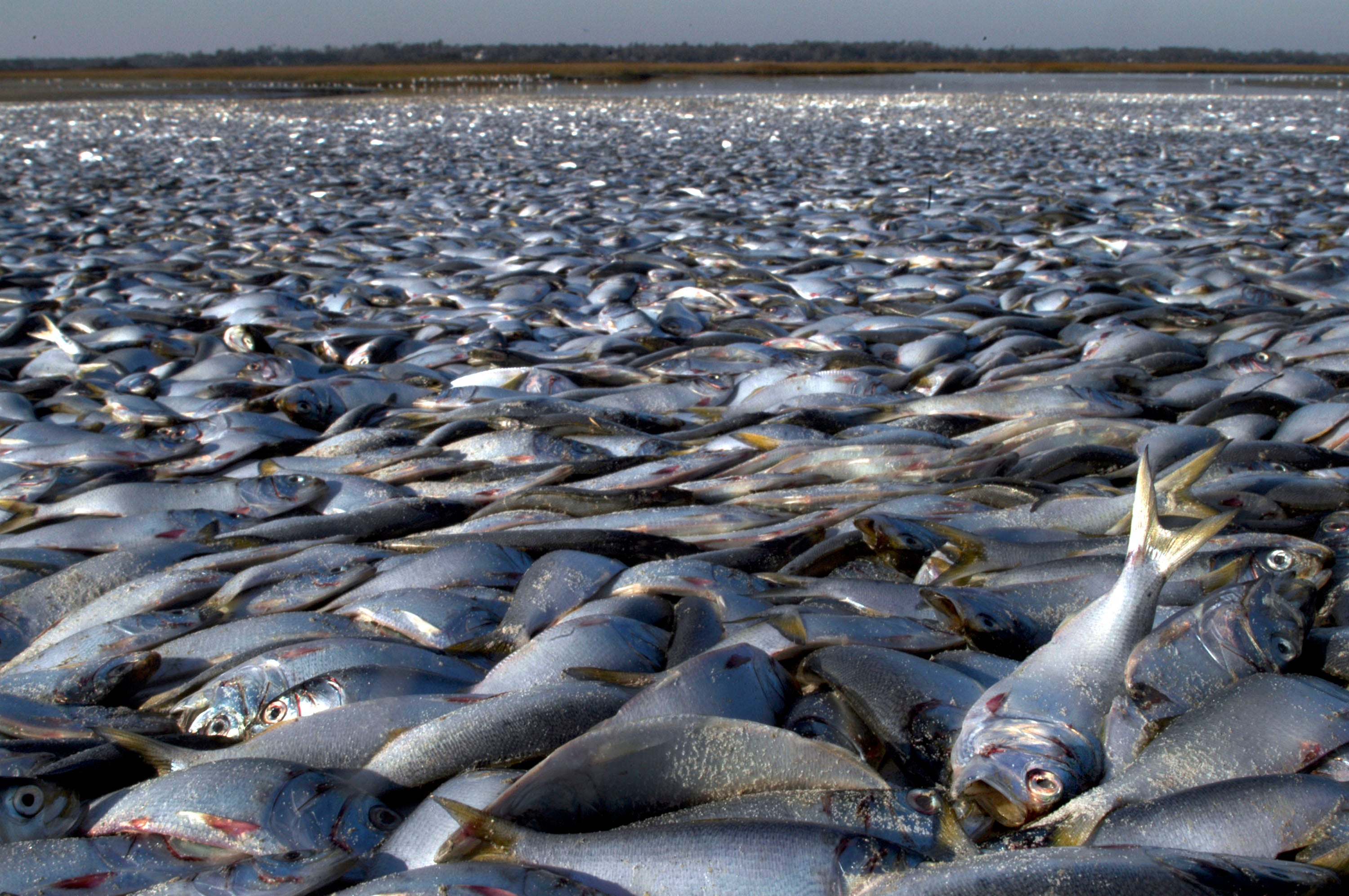Aparecen cientos de peces muertos en la orilla de una playa de Barbate Aparecen cientos de peces muertos en la orilla de una playa de Barbate
