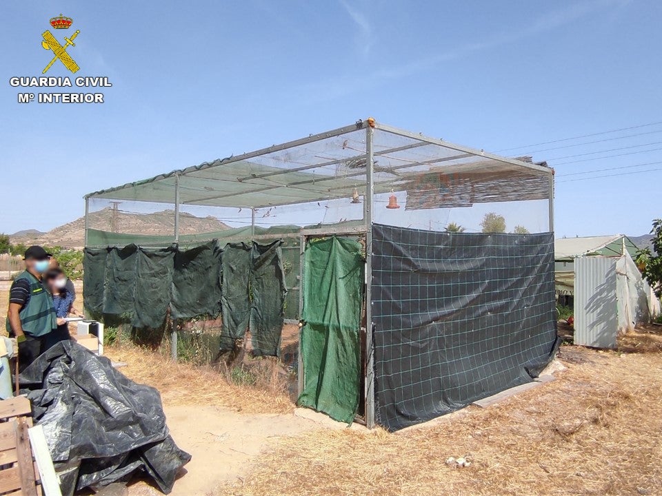 Detienen a un hombre en Aspe tras descubrir una plantación de marihuana oculta debajo una caseta destinada a criar pájaros Detienen a un hombre en Aspe tras descubrir una plantación de marihuana oculta debajo una caseta destinada a criar pájaros