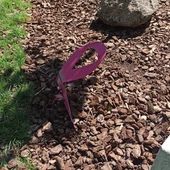 El lazo rosa del "Jardín de AMUMA" doblado El lazo rosa del "Jardín de AMUMA" doblado