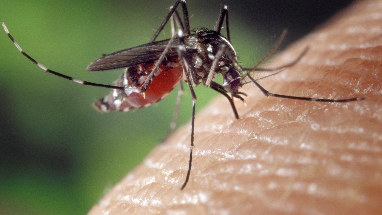 El SES Confirma Cuatro Nuevos Casos De Fiebre Del Nilo Occidental En el-ses-confirma-cuatro-nuevos-casos-de-fiebre-del-nilo-occidental-en