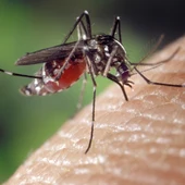 mosquito chupando sangre mosquito chupando sangre