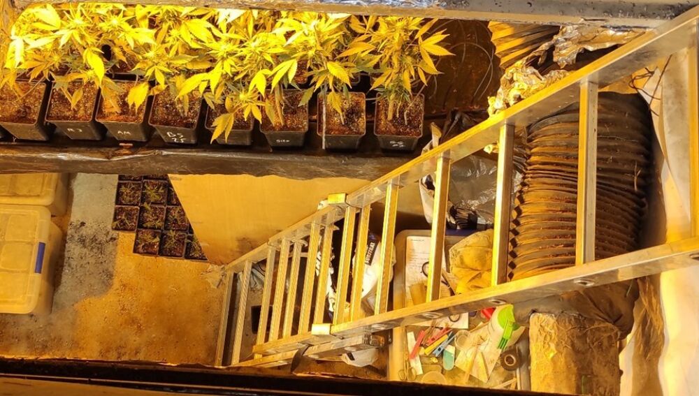Acceso a la plantación subterránea de marihuana que tenía el detenido en Aspe. Acceso a la plantación subterránea de marihuana que tenía el detenido en Aspe.