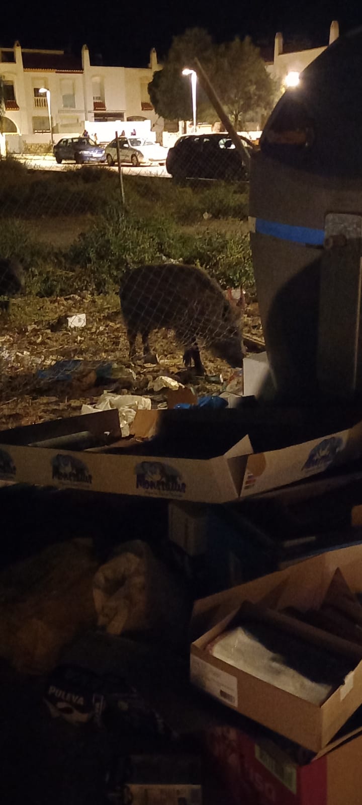 En Cabo de Gata la presencia de jabalíes por las noches asusta a los vecinos En Cabo de Gata la presencia de jabalíes por las noches asusta a los vecinos