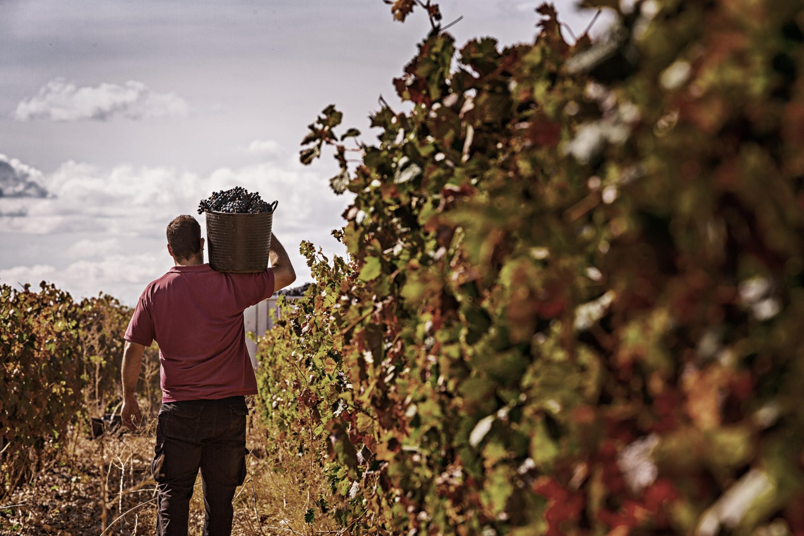 La ola de calor puede adelantar algo la vendimia y reducir el volumen de cosecha de uva La ola de calor puede adelantar algo la vendimia y reducir el volumen de cosecha de uva