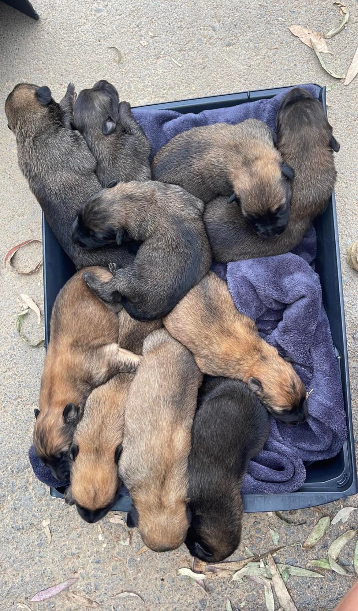 El abandono de animales crece en la provincia en hasta un 50% en los meses de verano El abandono de animales crece en la provincia en hasta un 50% en los meses de verano