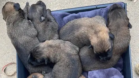 abandono animales abandono animales