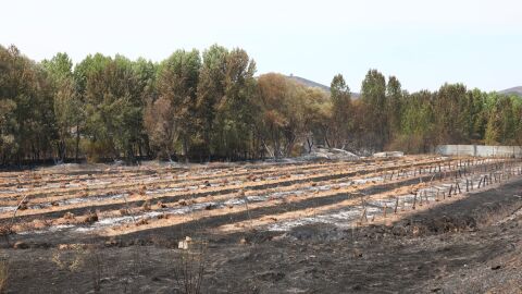 Campos arrasados por el incendio forestal de Ateca