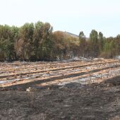 Campos arrasados por el incendio forestal de Ateca