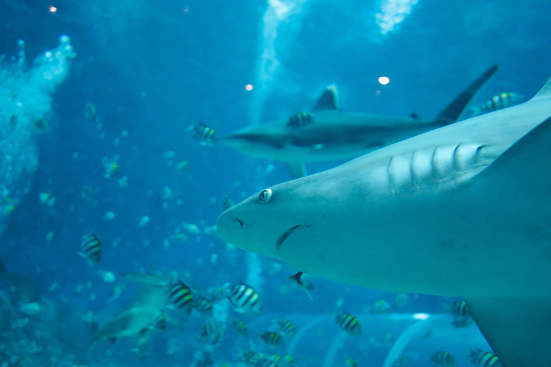 Bichos marinos: Así se comportan los tiburones Bichos marinos: Así se comportan los tiburones