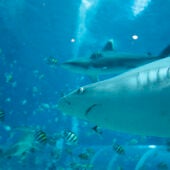 Un tiburón en el agua, en una fotografía de archivo