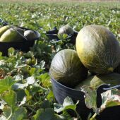 Recolección del melón en Castilla-La Mancha