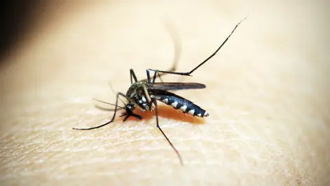 Cómo calmar las picaduras de mosquito con remedios caseros