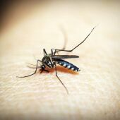 Cómo calmar las picaduras de mosquito con remedios caseros