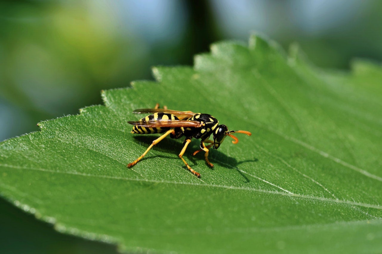 ¿Cómo actuar ante una picadura de avispa? Posibles reacciones y riesgos ¿Cómo actuar ante una picadura de avispa? Posibles reacciones y riesgos