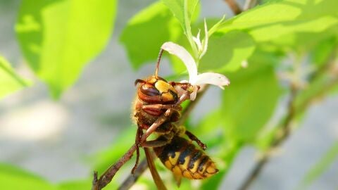 Imagen de archivo de una avispa/ Usplash