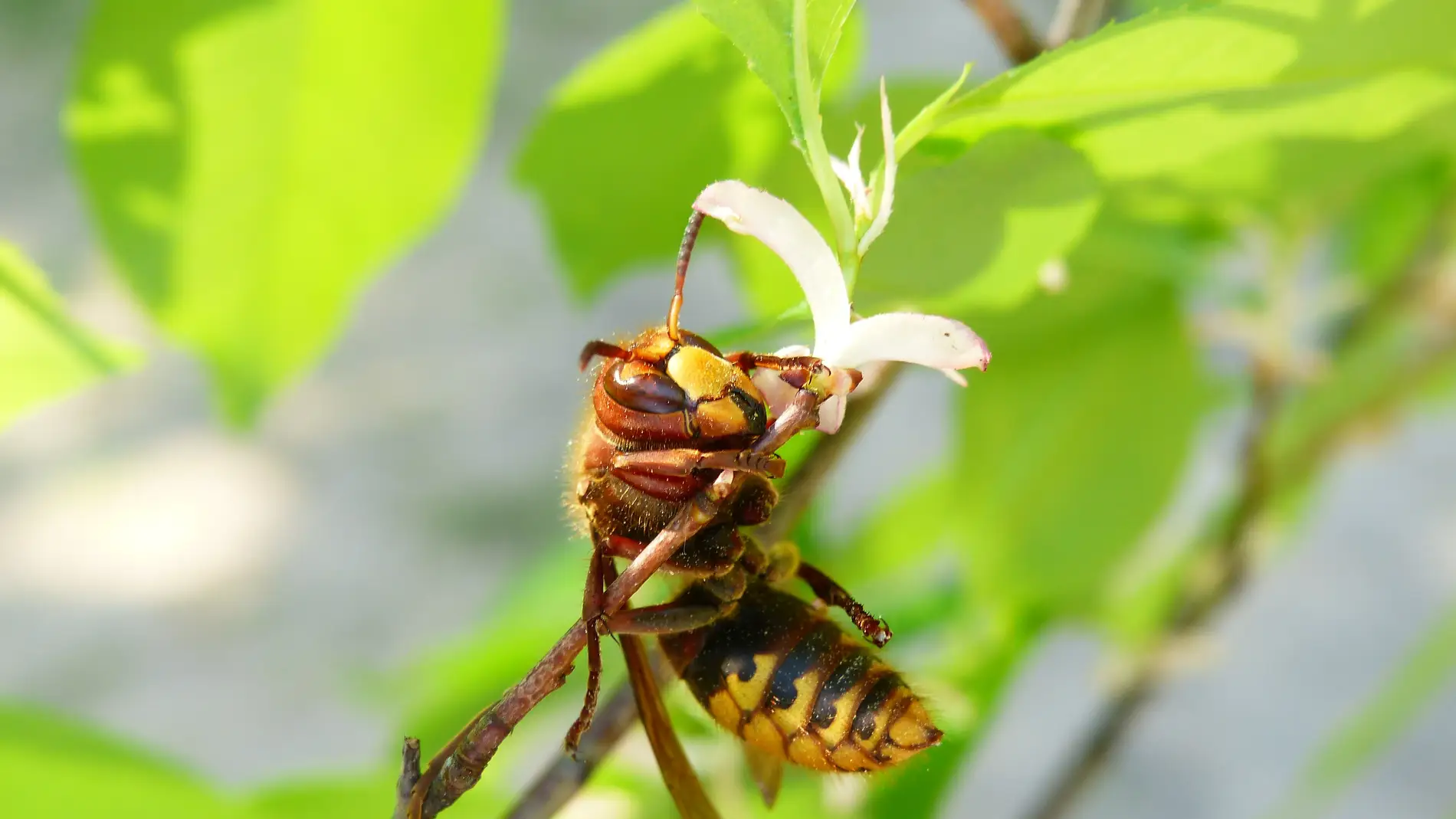 Imagen de archivo de una avispa/ Usplash Imagen de archivo de una avispa/ Usplash