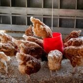 Imagen de archivo de una granja de gallinas y pollos