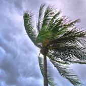 Imagen de archivo de una palmera siendo empujada por el aire
