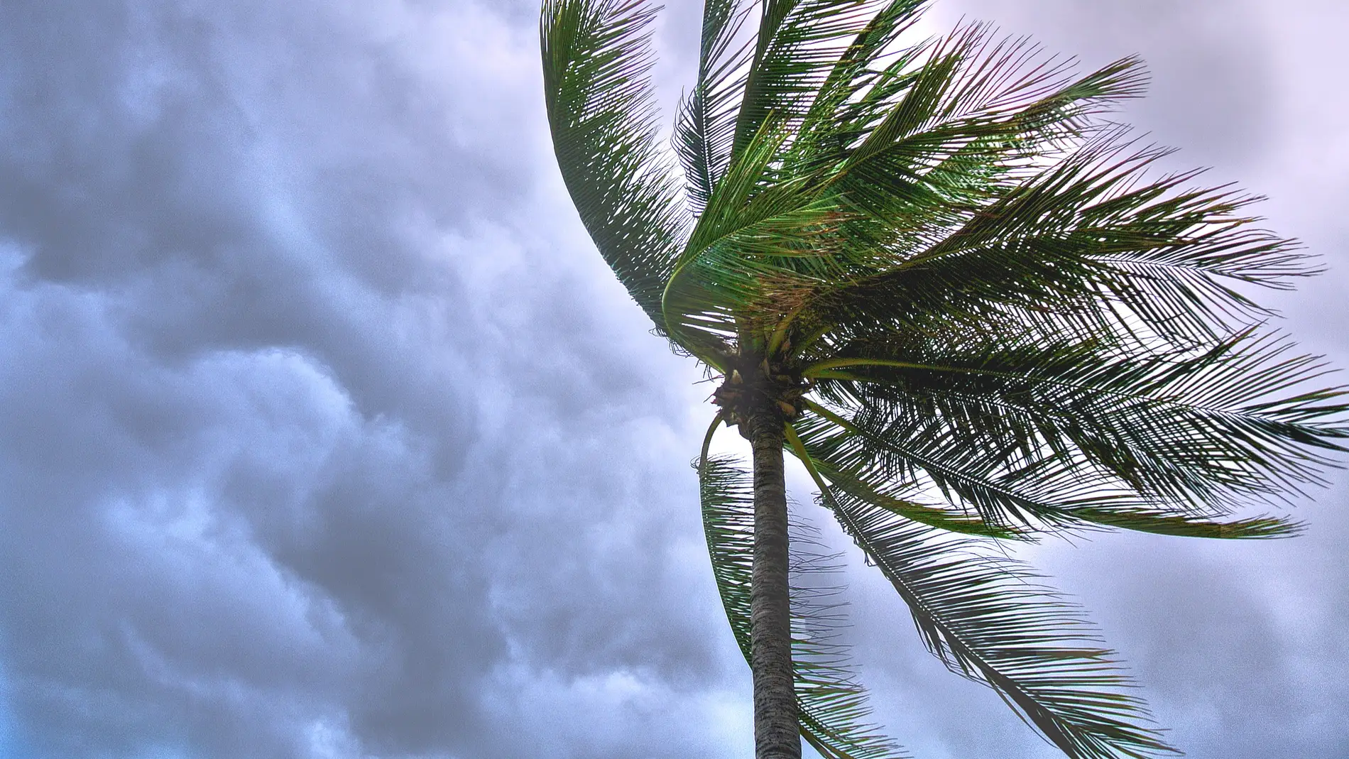 Imagen de archivo de una palmera siendo empujada por el aire/ Pexels