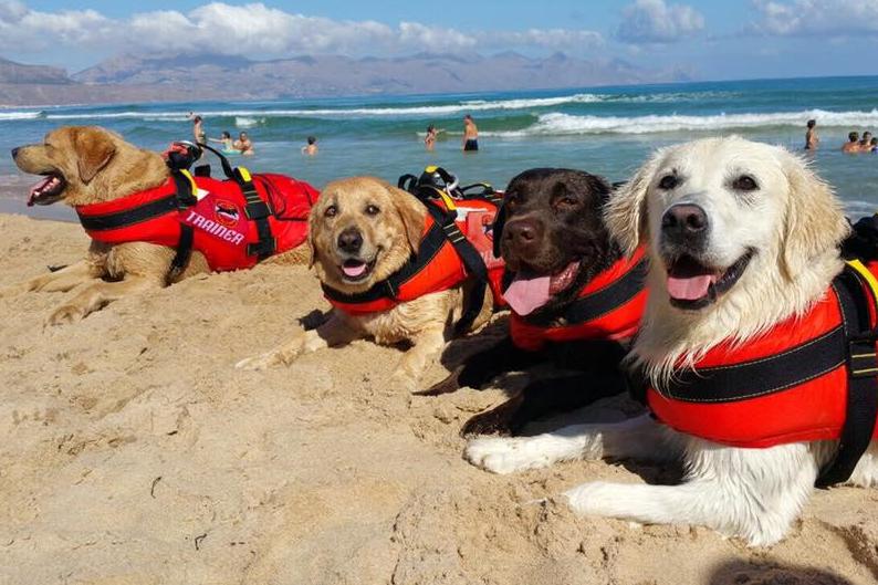 Ángel Osuna, adiestrador canino, hablamos de consejos y de los nuevos perros vigilantes de la playa Ángel Osuna, adiestrador canino, hablamos de consejos y de los nuevos perros vigilantes de la playa