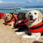 Ángel Osuna, adiestrador canino, hablamos de consejos y de los nuevos perros vigilantes de la playa   