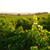 Viñas DO La Mancha Viñas DO La Mancha