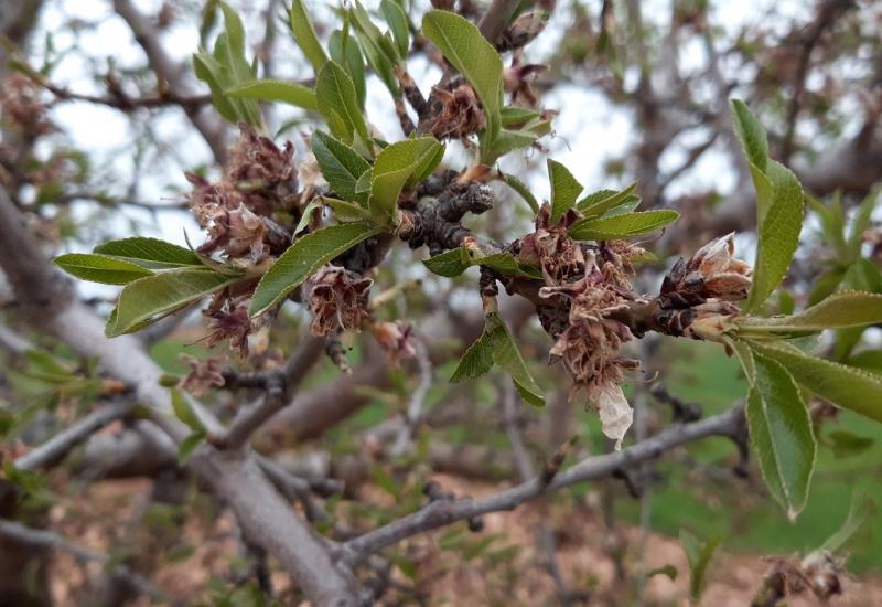 La Unió de Llauradors y Ramaders solicita ayudas para paliar los efectos meteorológicos en los almendros La Unió de Llauradors y Ramaders solicita ayudas para paliar los efectos meteorológicos en los almendros
