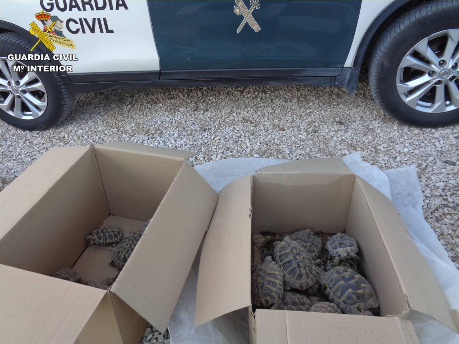La Guardia Civil interviene un criadero ilegal de tortuga mediterránea en el Camp d'Elx La Guardia Civil interviene un criadero ilegal de tortuga mediterránea en el Camp d'Elx
