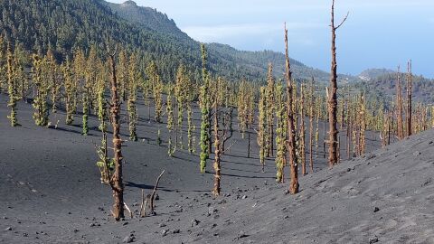Varios pinos cerca del cr&aacute;ter del volc&aacute;n en Cumbre Vieja, La Palma, que tras sobrevivir a la erupci&oacute;n brotan sus primeras hojas/ Rub&eacute;n L&oacute;pez/Instituto Geogr&aacute;fico Nacional