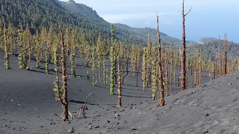 Varios pinos cerca del cráter del volcán en Cumbre Vieja, La Palma, que tras sobrevivir a la erupción brotan sus primeras hojas