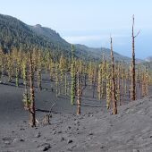 Varios pinos cerca del cráter del volcán en Cumbre Vieja, La Palma, que tras sobrevivir a la erupción brotan sus primeras hojas
