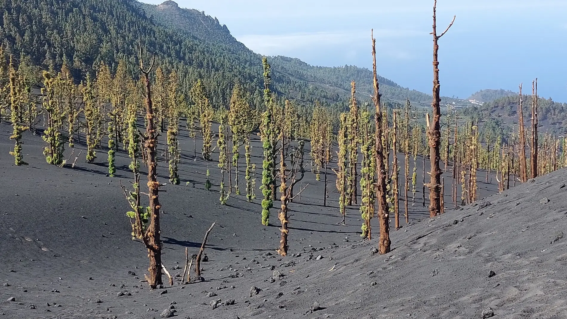 Varios pinos cerca del cráter del volcán en Cumbre Vieja, La Palma, que tras sobrevivir a la erupción brotan sus primeras hojas/ Rubén López/Instituto Geográfico Nacional