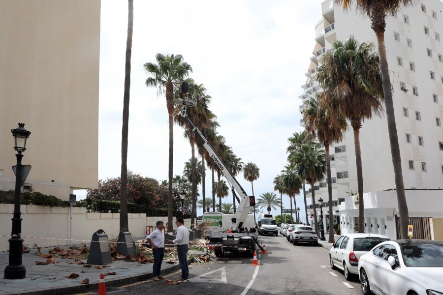 Marbella cuenta con un nuevo plan de poda que garantizará el mantenimiento de 30.000 árboles y palmeras Marbella cuenta con un nuevo plan de poda que garantizará el mantenimiento de 30.000 árboles y palmeras