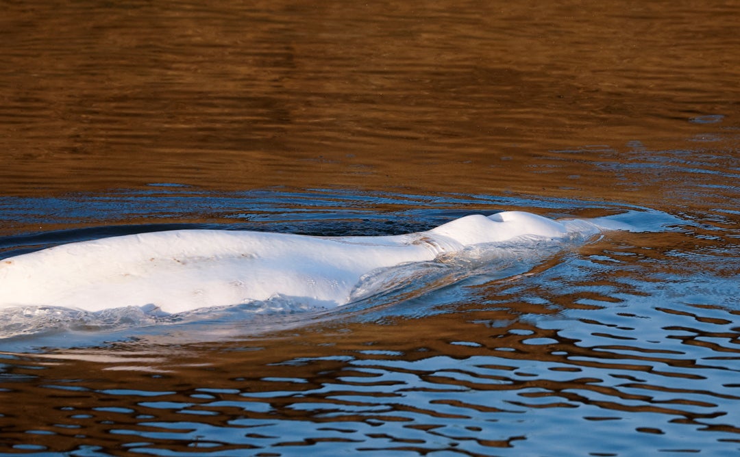 Muere una beluga de 800 kilos tras ser rescatada del río Sena en Francia Muere una beluga de 800 kilos tras ser rescatada del río Sena en Francia