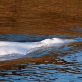 Muere una beluga de 800 kilos tras ser rescatada del río Sena 
