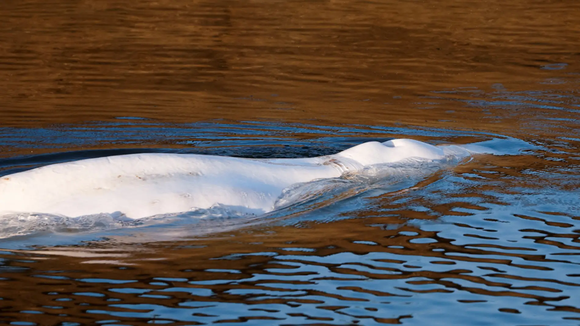 Muere una beluga de 800 kilos tras ser rescatada del río Sena 