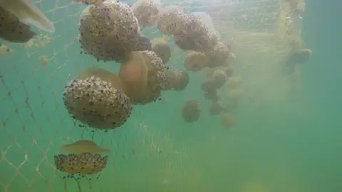Las picaduras de medusa en las costas de la Región son leves en la mayoría de los casos