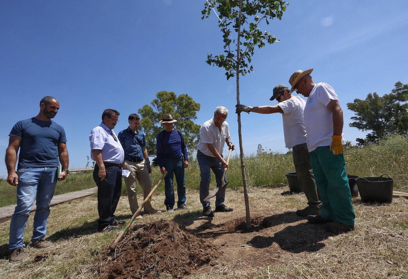 El Ayuntamiento de València plantará el próximo otoño 1.300 nuevos árboles en la ciudad El Ayuntamiento de València plantará el próximo otoño 1.300 nuevos árboles en la ciudad