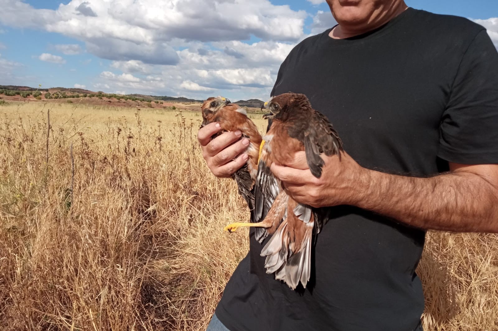 Sueltan a dos pollos de aguilucho cenizo rescatados en Campo de Montiel Sueltan a dos pollos de aguilucho cenizo rescatados en Campo de Montiel