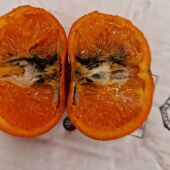 Falsa polilla mandarina