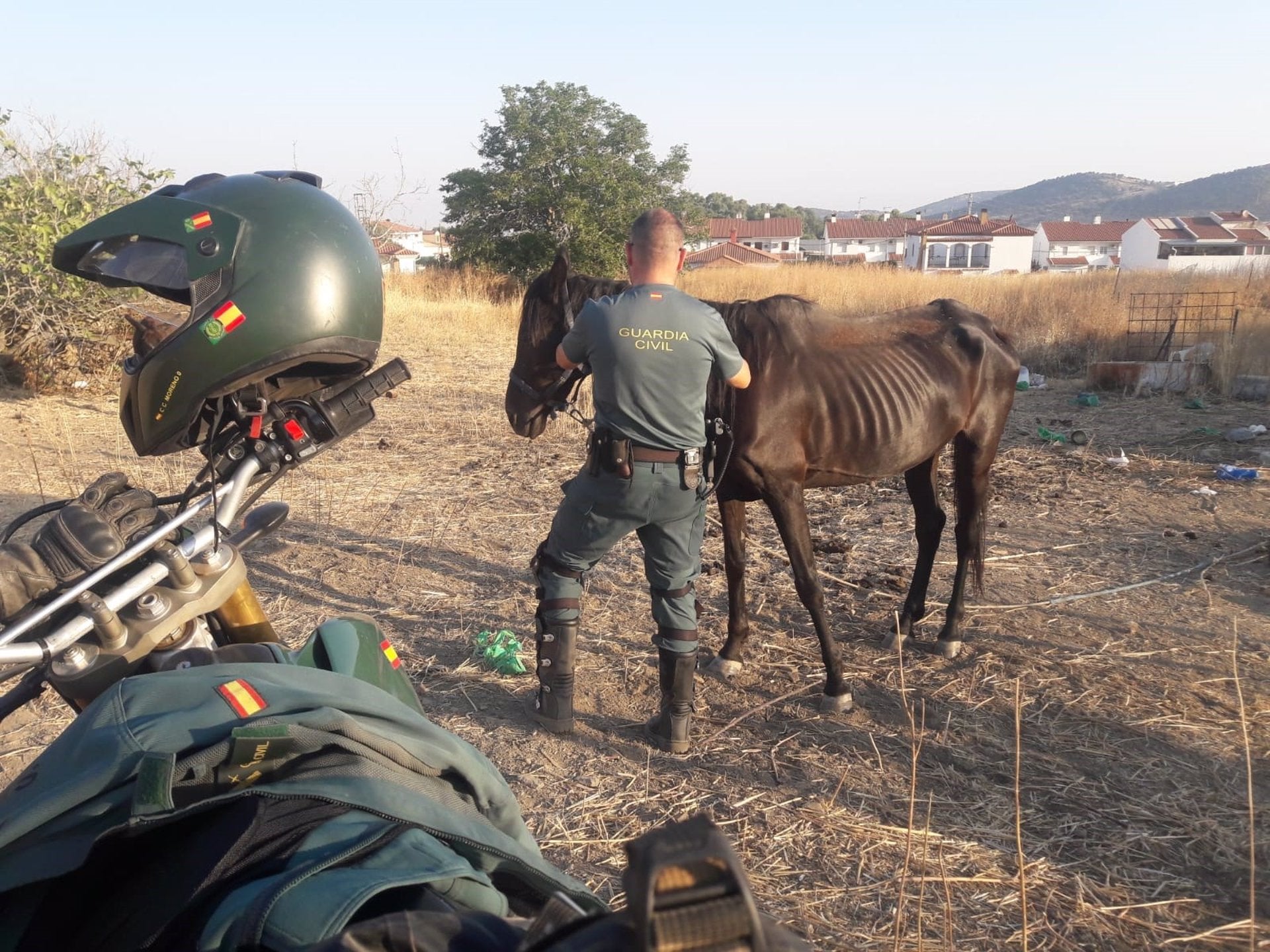 Investigan por maltrato al dueño de seis perros en Jerez de los Caballeros y al de un caballo en La Parra Investigan por maltrato al dueño de seis perros en Jerez de los Caballeros y al de un caballo en La Parra