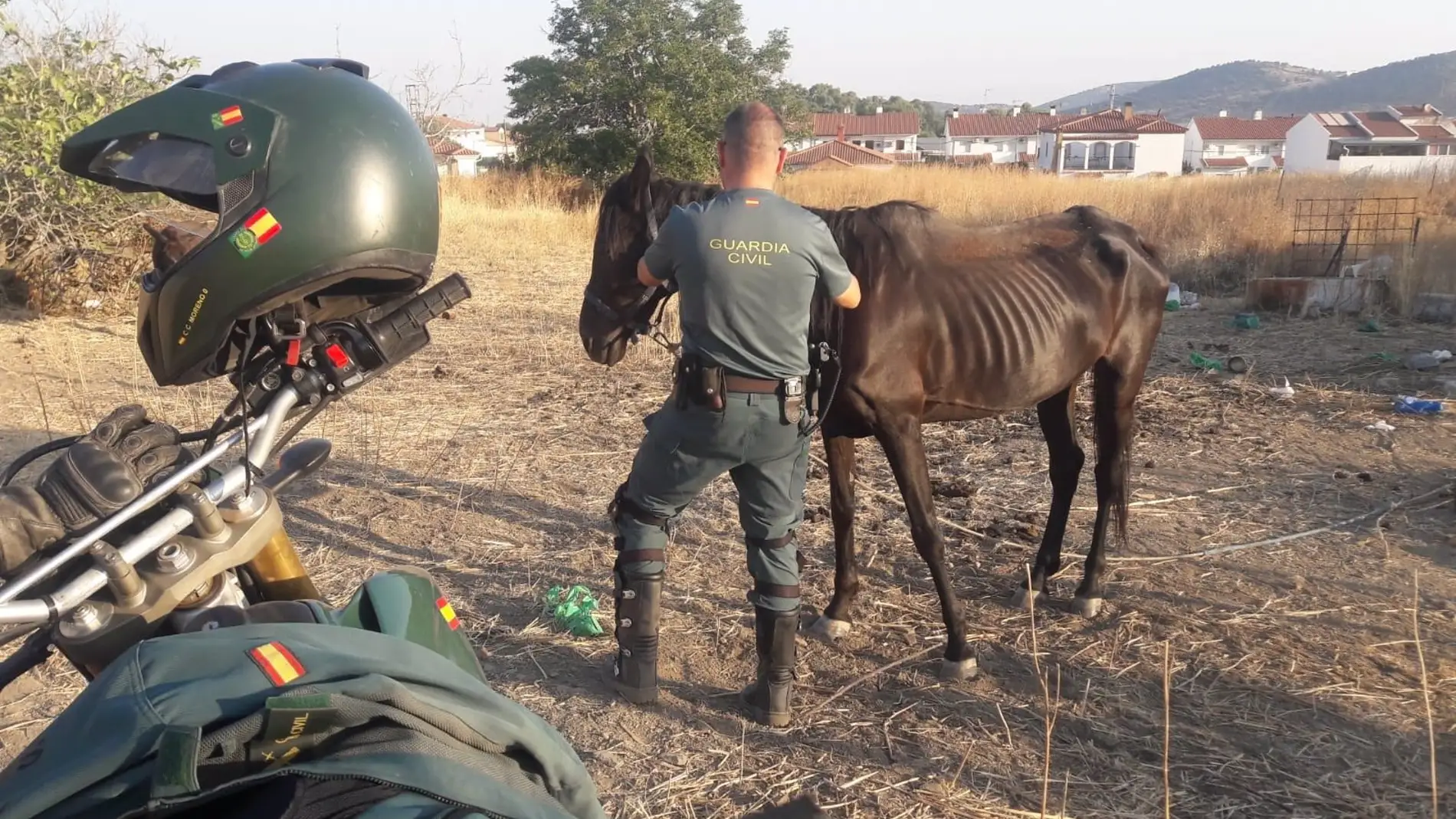 Investigan por maltrato al dueño de seis perros en Jerez de los Caballeros y al de un caballo en La Parra