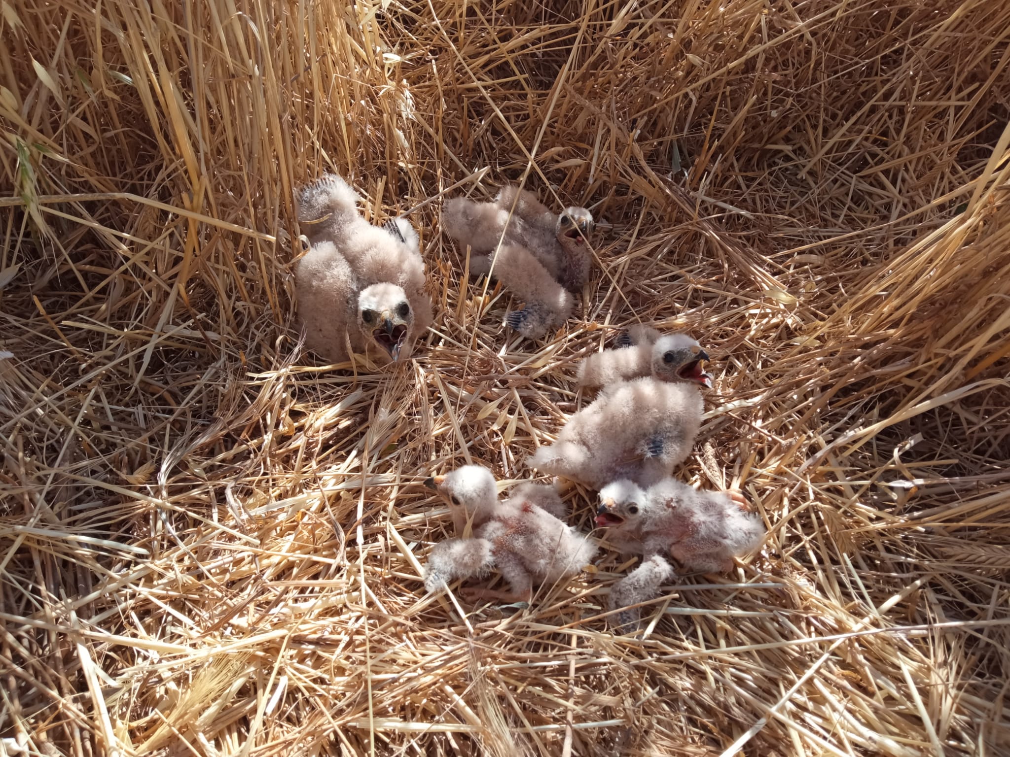 El adelanto de la siega frustra los intentos de criar del aguilucho cenizo en la provincia de Ciudad Real El adelanto de la siega frustra los intentos de criar del aguilucho cenizo en la provincia de Ciudad Real