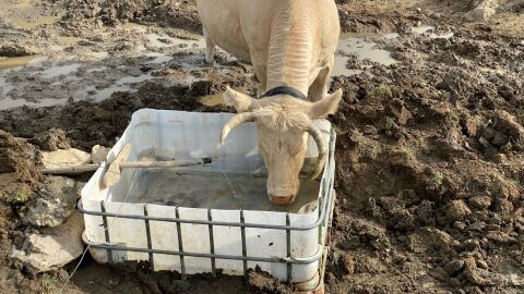 La sequia afecta a ganaderos y agricultores 