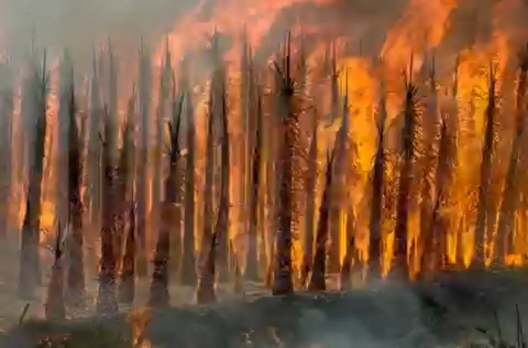 Dos apicultores lo pierden todo por el incendio de la finca de palmeras en Orihuela Dos apicultores lo pierden todo por el incendio de la finca de palmeras en Orihuela