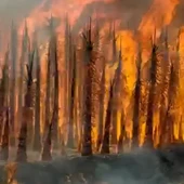 Dos apicultores lo pierden todo por el incendio de la finca de palmeras en Orihuela Dos apicultores lo pierden todo por el incendio de la finca de palmeras en Orihuela