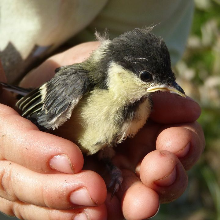 Los pájaros caen de los nidos en verano, ¿qué hacemos? Los pájaros caen de los nidos en verano, ¿qué hacemos?