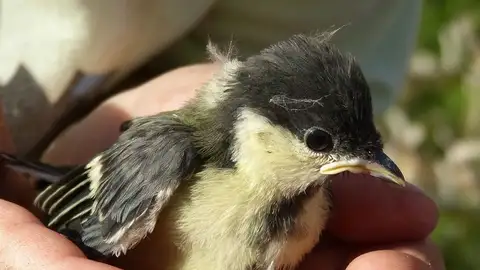 Un pájaro Un pájaro